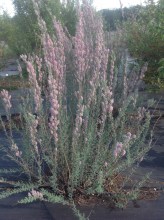 image (2)3